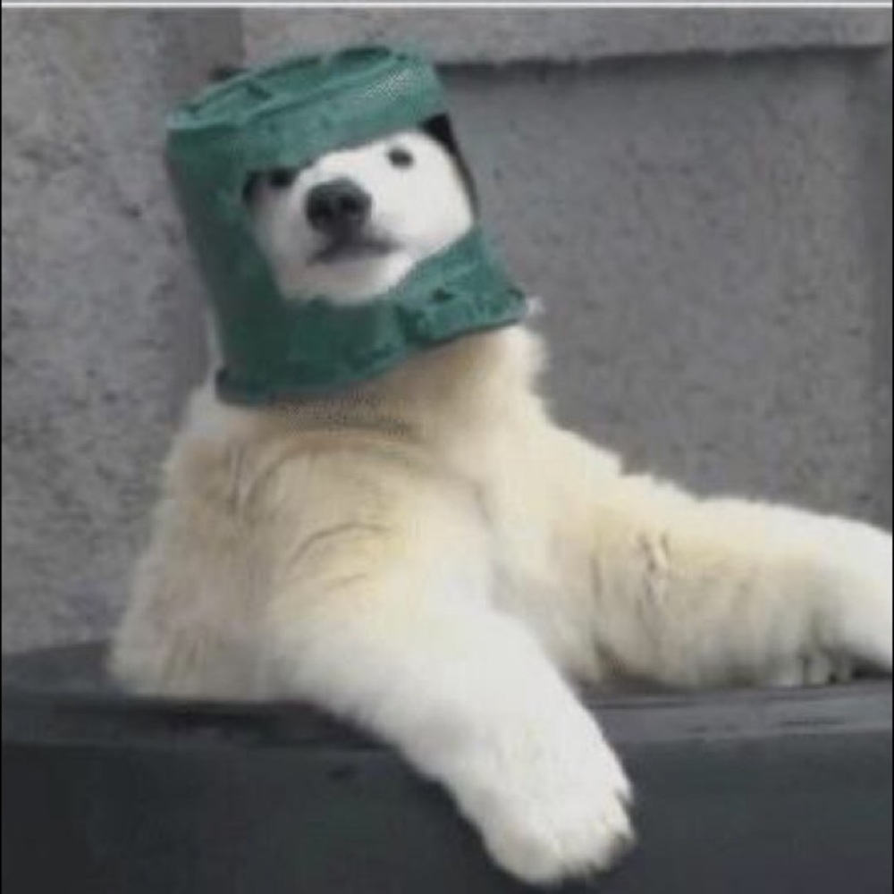 Meet your Posher, Spencer